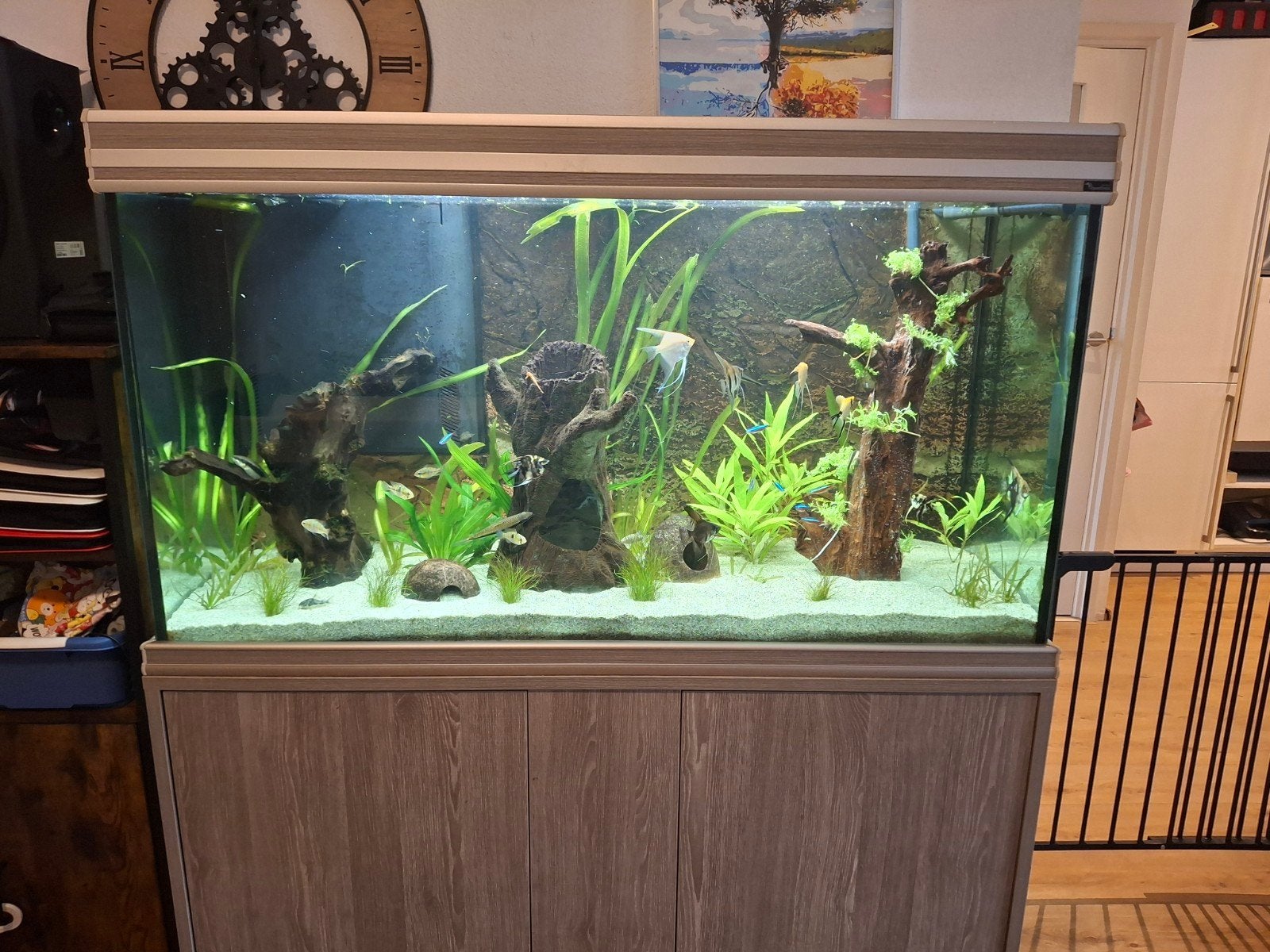 aquarium aqualantis, Ophalen, Gevuld zoetwateraquarium