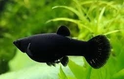 Mooie gezonde black molly's, Vis, Zoetwatervis, Schoolvis