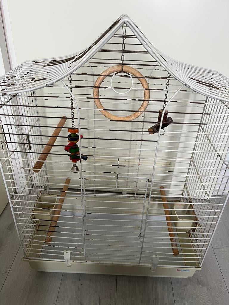 Vogel kooi, Mannelijk, Dwergpapegaai of Agapornis