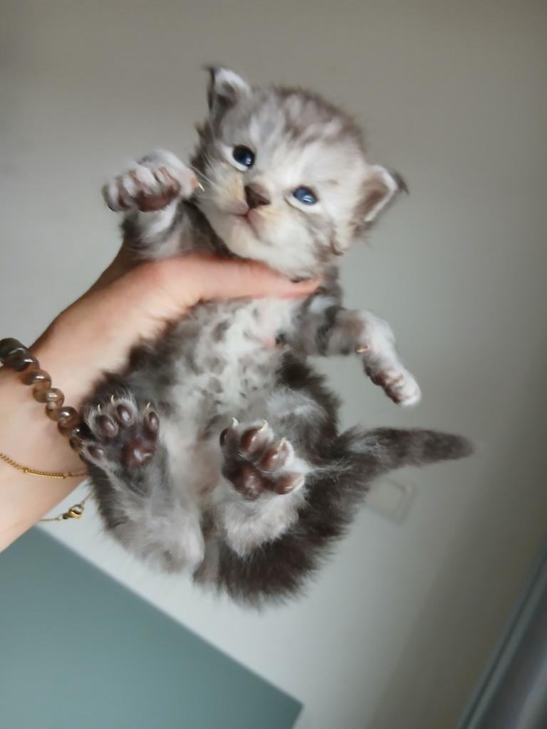 Maine coon kittens met stamboom, Meerdere dieren, Met stamboom, 0 tot 2 jaar