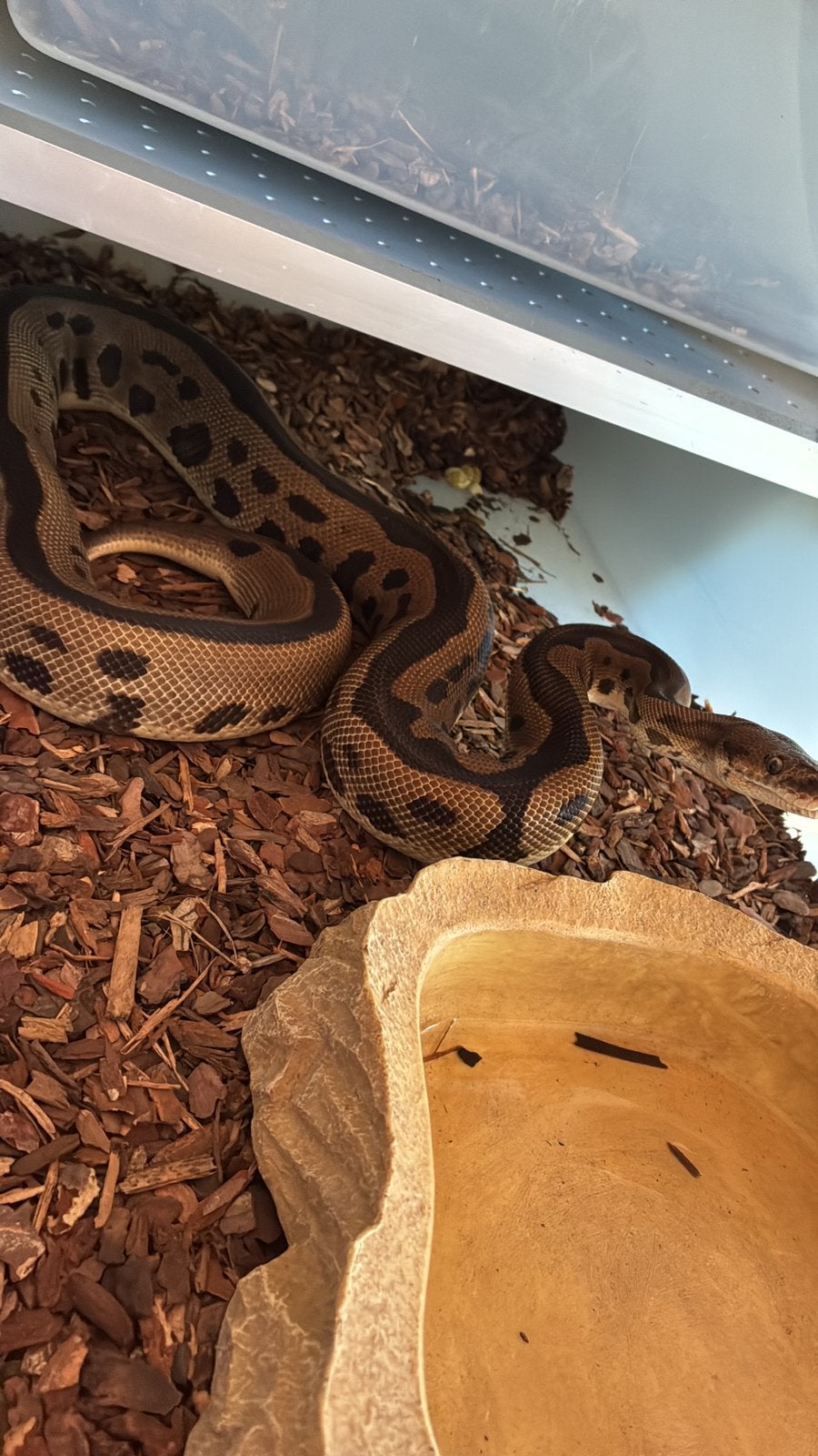 Ballpython man, Dieren en Toebehoren, Slang, 0 tot 2 jaar