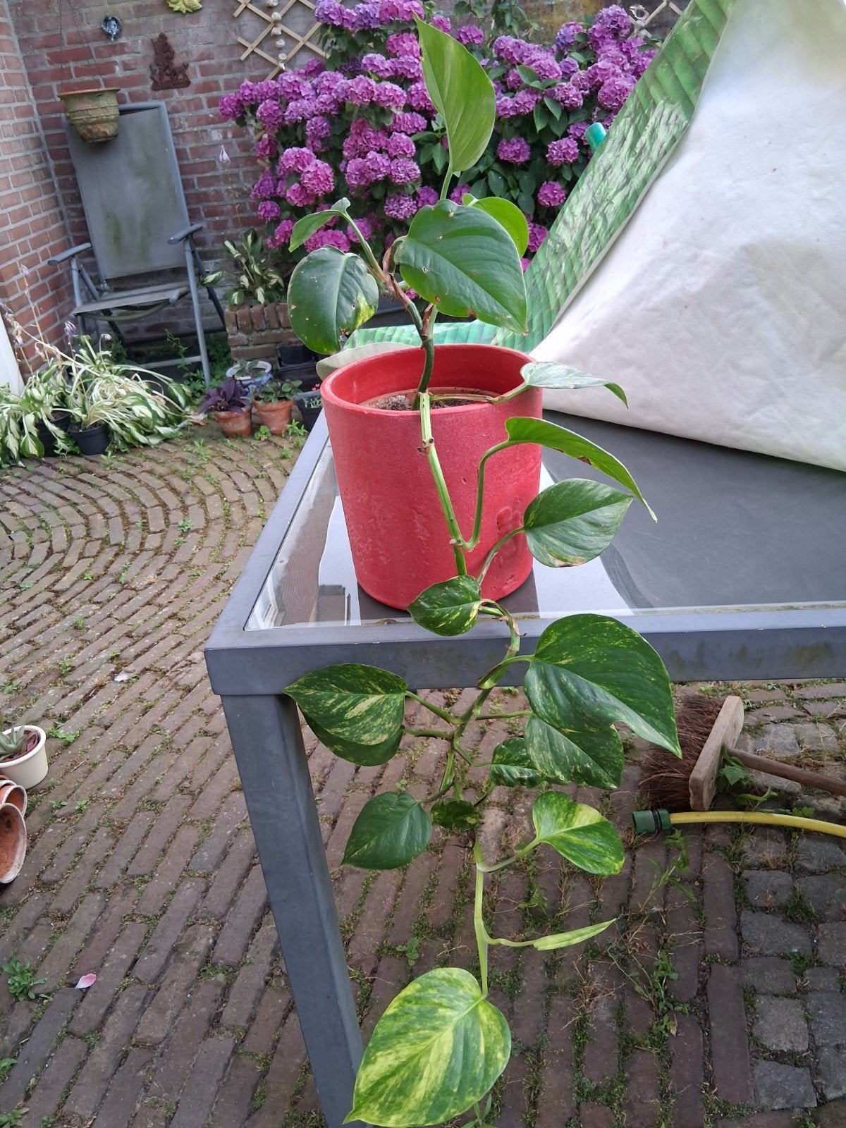 Drakenklimop scindapsus, Huis en Inrichting, Kamerplanten, Ophalen of Verzenden, Halfschaduw, Minder dan 100 cm