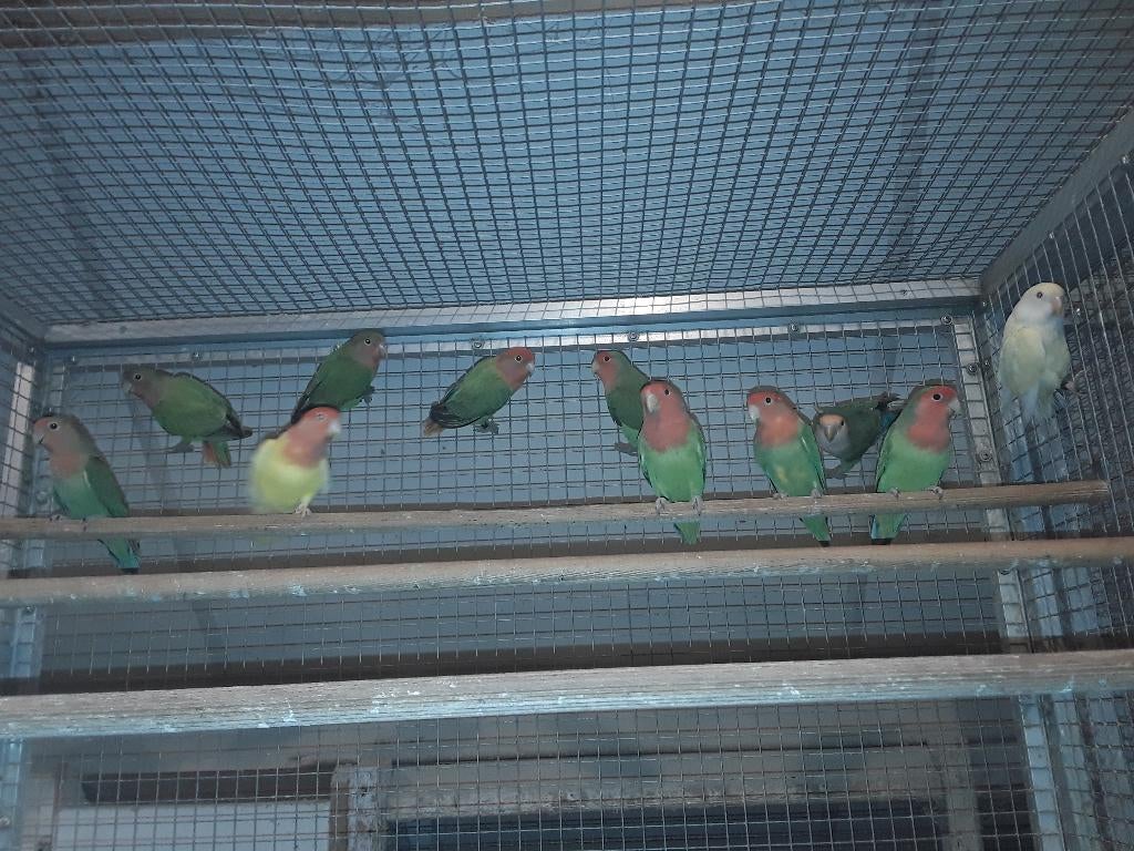 dwergpapegaaien, Dieren en Toebehoren, Vogels | Parkieten en Papegaaien, Meerdere dieren, Dwergpapegaai of Agapornis, Geringd