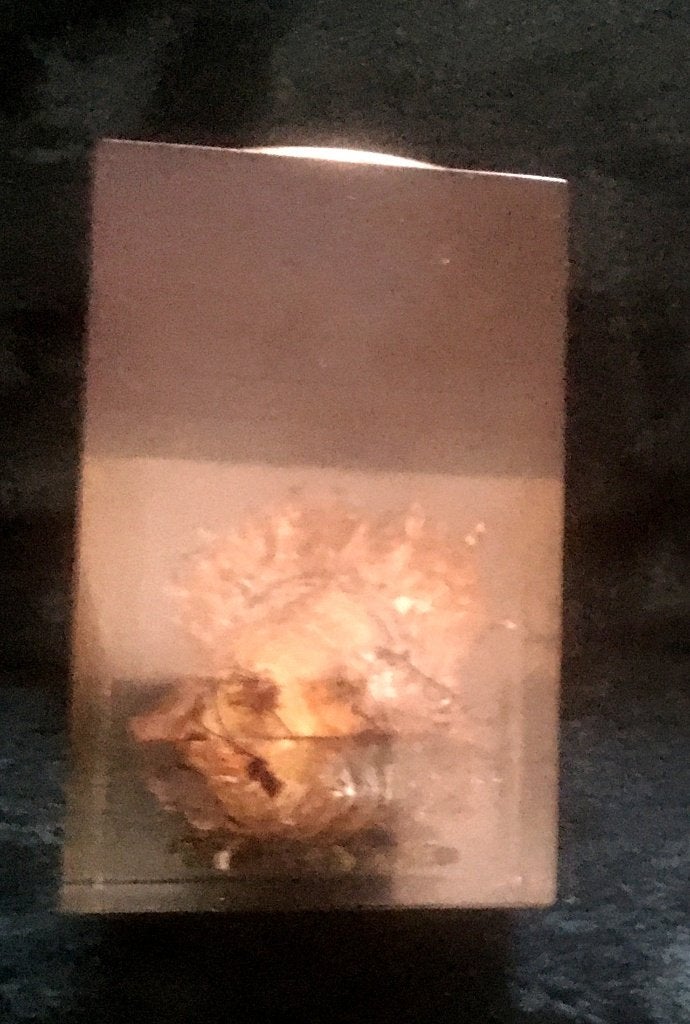 PAREL in OESTER, ingegoten in plexiglas, presse-papi, Ophalen of Verzenden