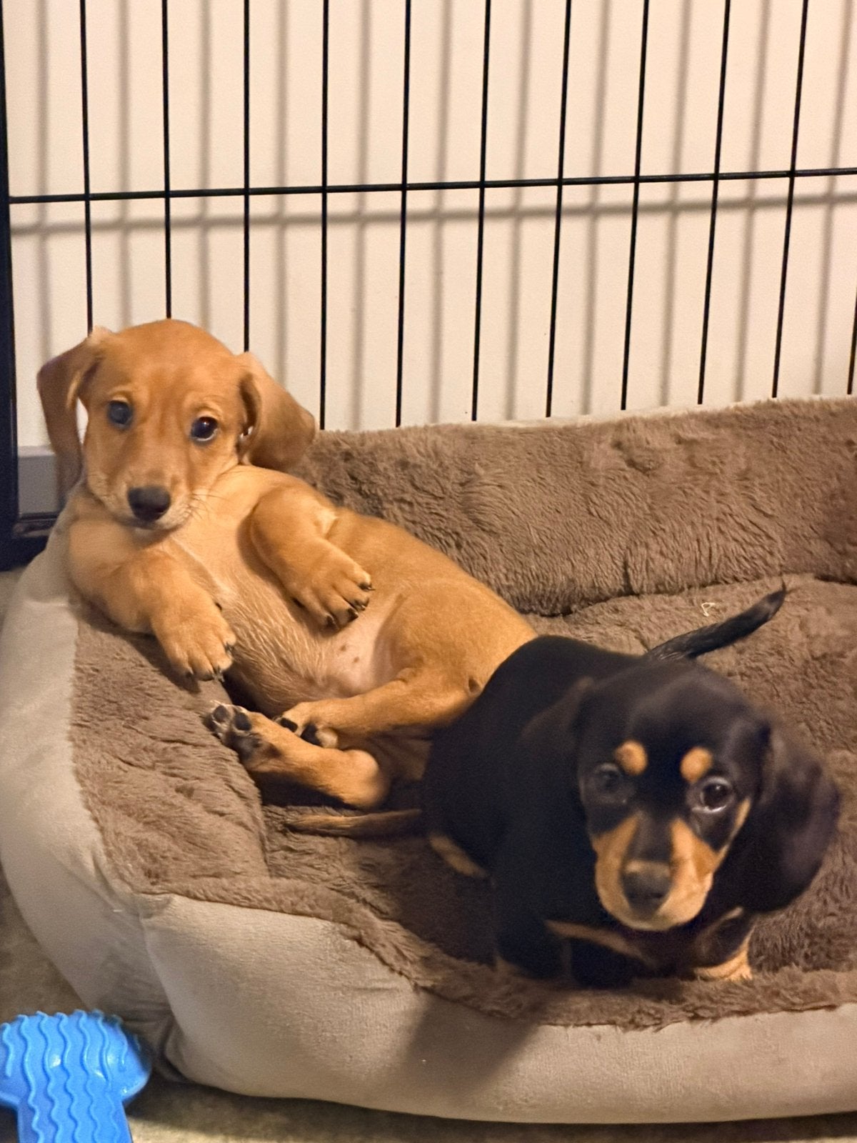 Teckel pups kanichen/dwerg mogen verhuizen, Parvo, 8 tot 15 weken, Korthaar, Dwerg