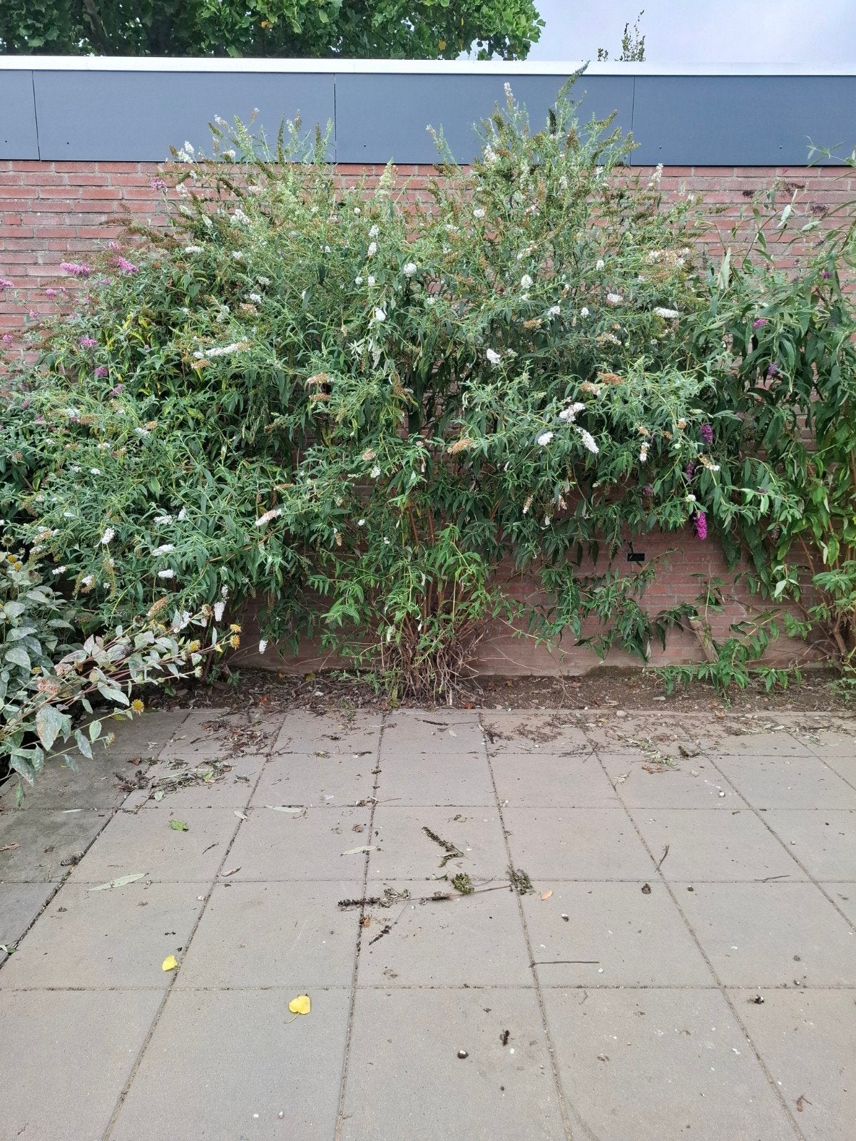 Witte Vlinderstruik (Buddleja davidii) - Gratis af te halen, Tuin en Terras, Volle zon, Vaste plant, Zomer, Ophalen