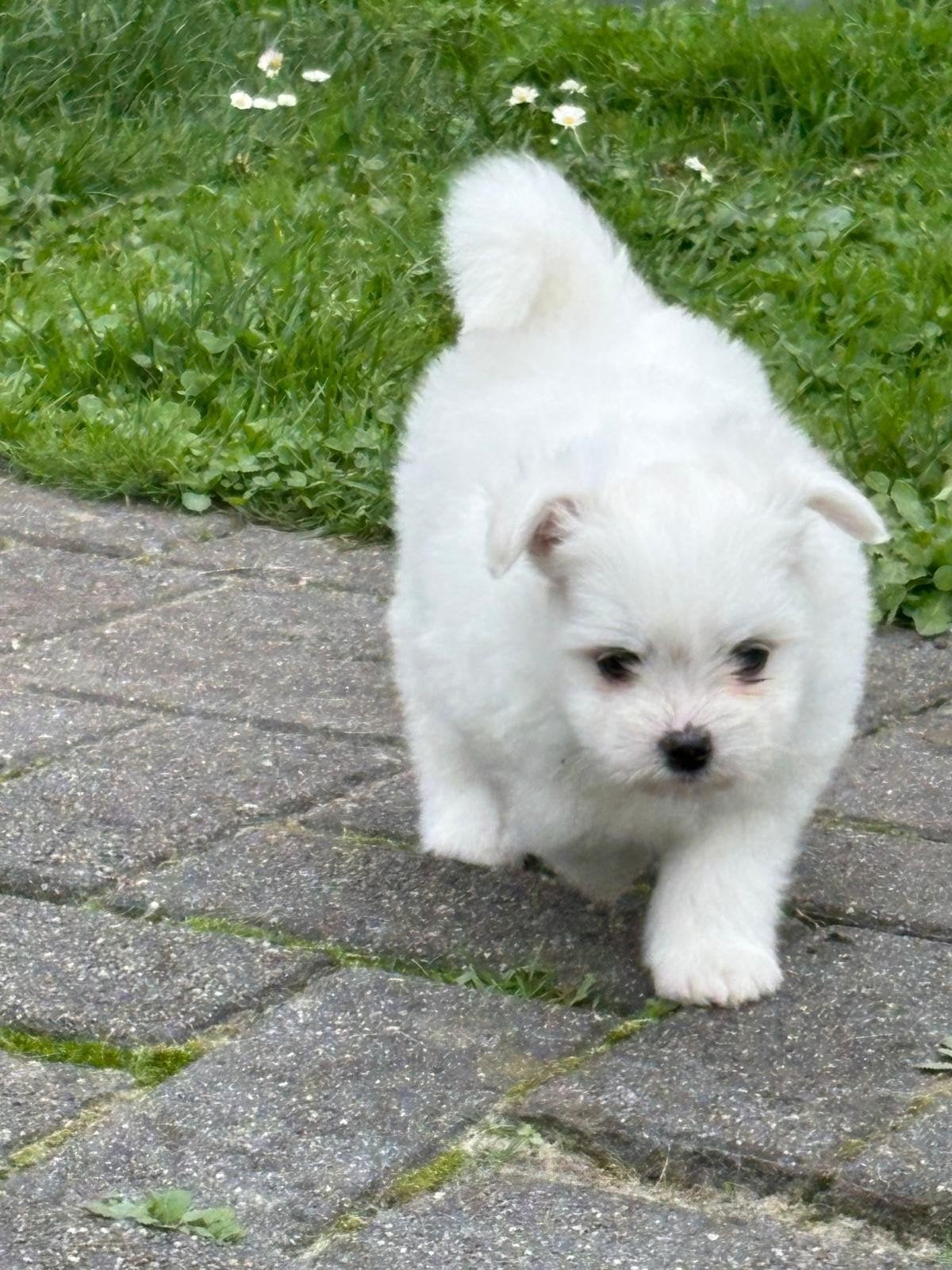 Boomer x Pomsky pups, Meerdere, Meerdere dieren, Nederland, Particulier