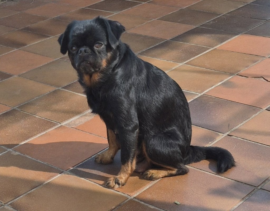 Prachtige Griffonshires pups, Petit Brabançon x Yorkshire, Parvo, 8 tot 15 weken, Meerdere, Meerdere dieren