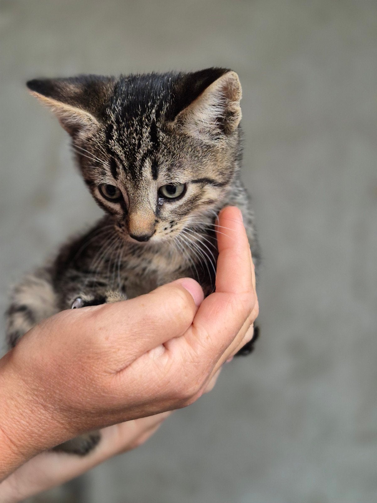 Kitten( kater), kortharig, zwart/grijs gestreept., Kater, Ontwormd, 0 tot 2 jaar