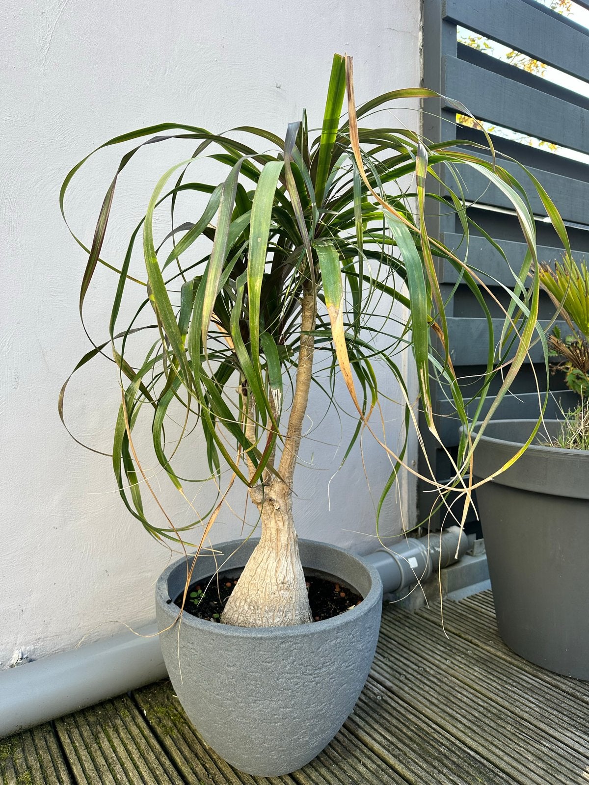 Olifantspoot (Beaucarnea recurvata) in pot, Volle zon, Vaste plant, Bloeit niet, Ophalen