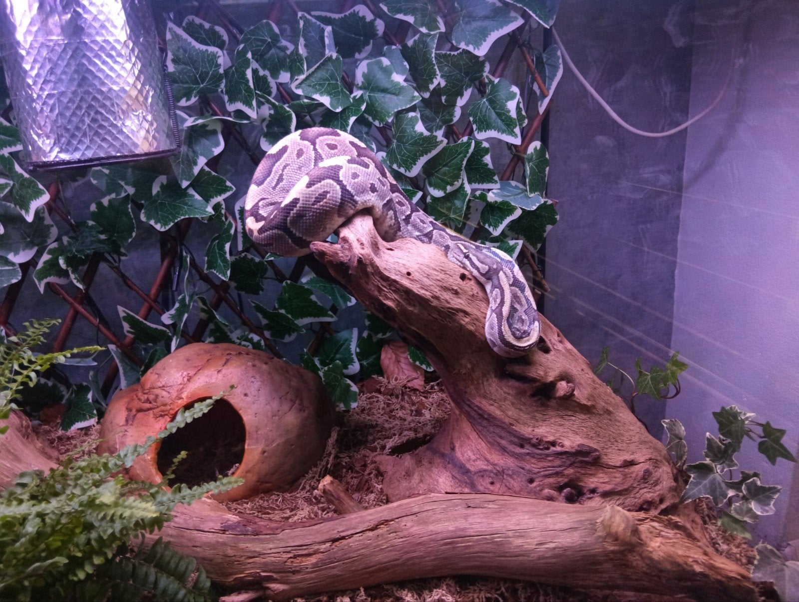 Ball Python,Terrarium met kast +Koningspython., Dieren en Toebehoren, Ophalen, Zo goed als nieuw
