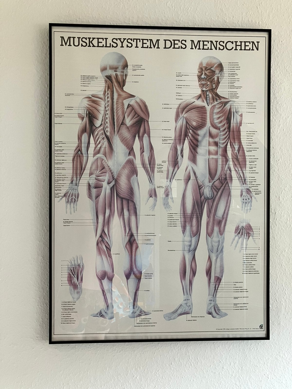 Twee rüdiger anatomie posters in lijst, Ophalen, Natuur en Biologie