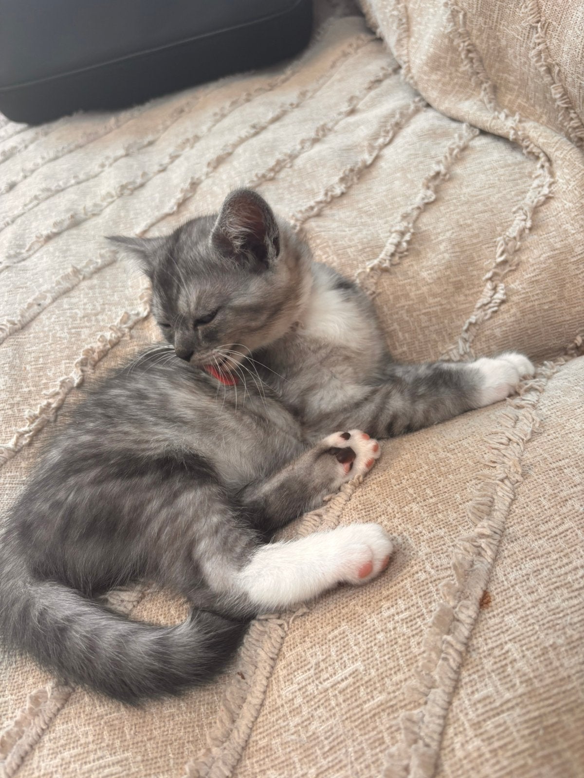 Britse korthaar /ragdoll kittens (UIT GETESTE OUDERS ), Dieren en Toebehoren, Meerdere dieren, 0 tot 2 jaar