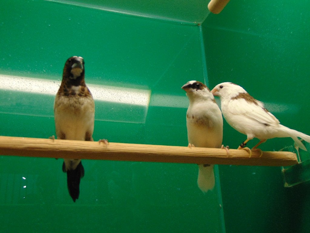 Japanse meeuwtjes in Assen., Meerdere dieren, Tropenvogel, Geringd