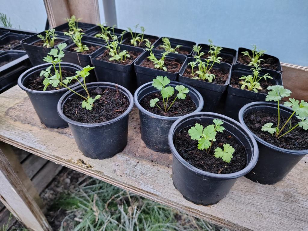 Maggie / lavas, Ophalen, Volle zon, Vaste plant, Kruiden