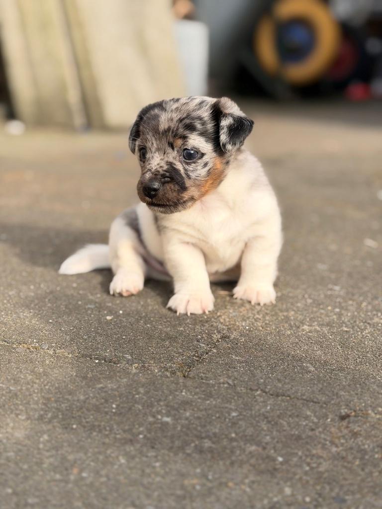 Prachtige Jack Russel pup, Jack Russell Terriër, Reu, 8 tot 15 weken, Parvo