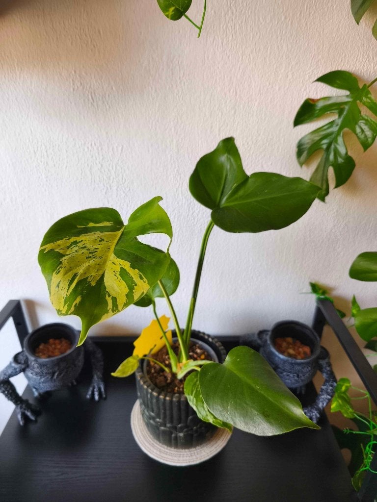 Monstera Bulbasaur variegated Extremely Rare, Ophalen, Overige soorten, Halfschaduw, Minder dan 100 cm