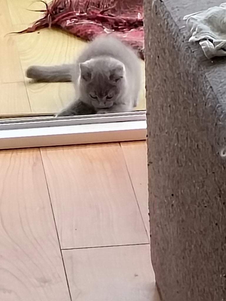 Britse Korthaar Kittens, Poes, Ontwormd, 0 tot 2 jaar