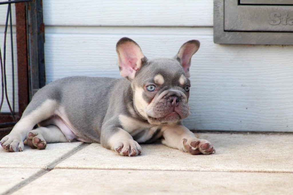 Franse bulldog pups, Dieren en Toebehoren, België, Particulier, CDV (hondenziekte), 8 tot 15 weken