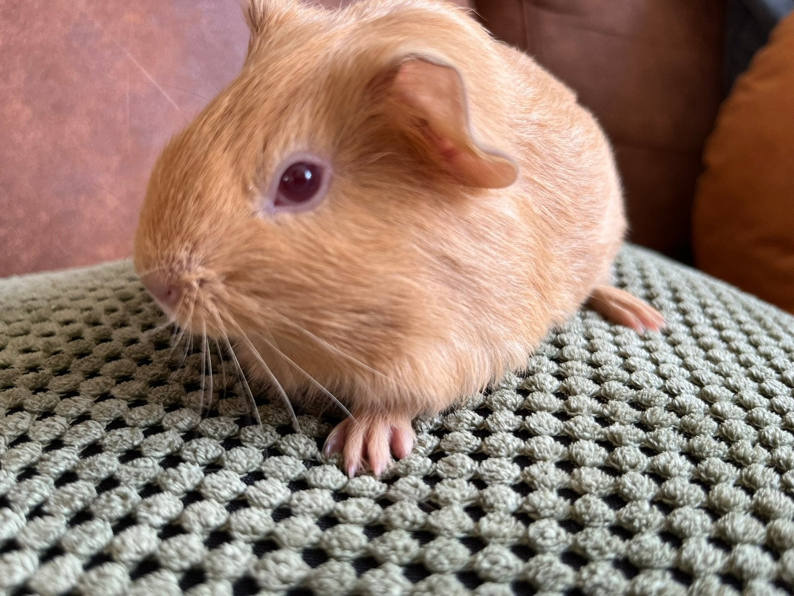 Jong creme kleurig cavia zeugje mag verhuizen, Dieren en Toebehoren, Cavia, Augustus, Vrouwelijk, Tam