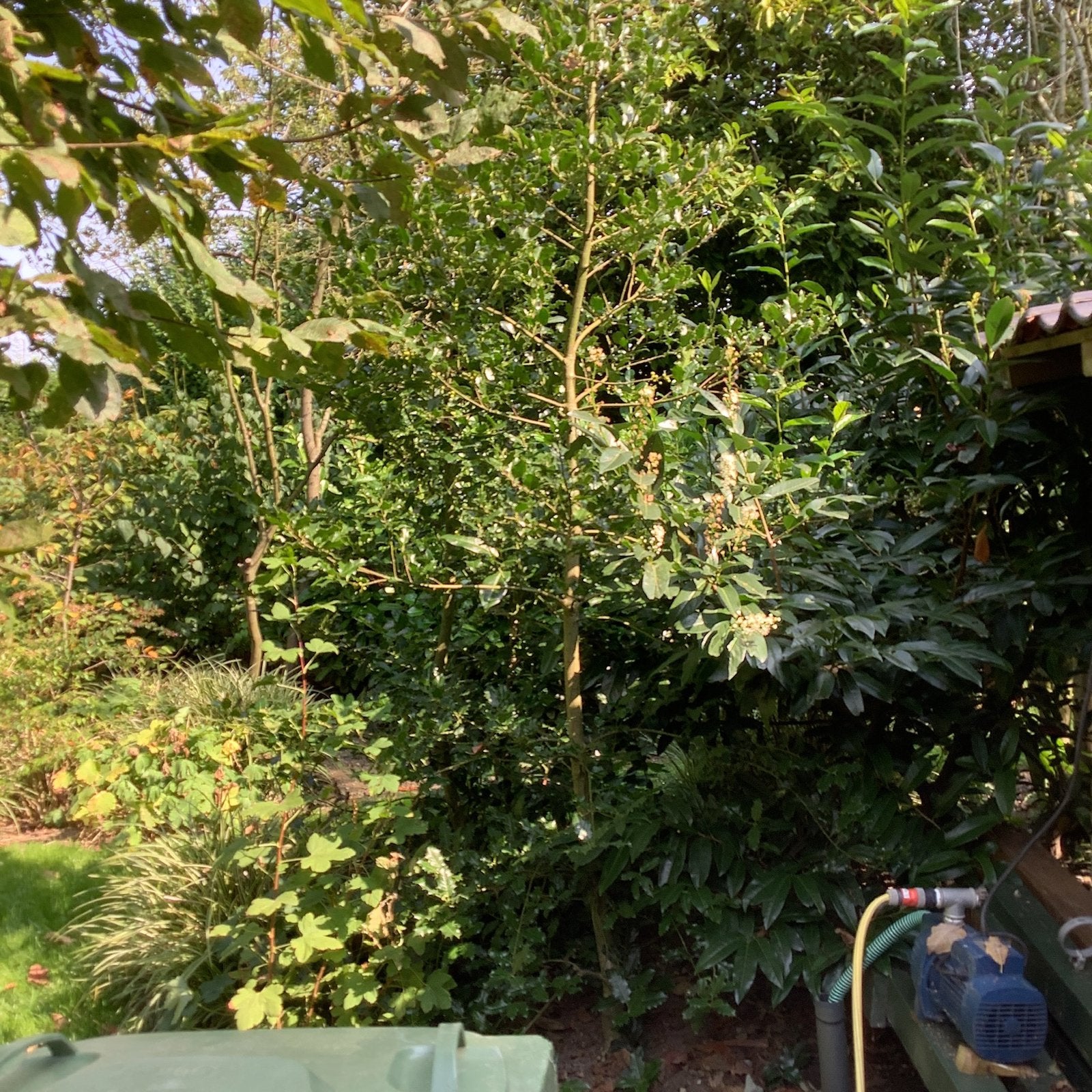 Ilex - Hulst, Ophalen, Bloeit niet, Halfschaduw, Overige soorten