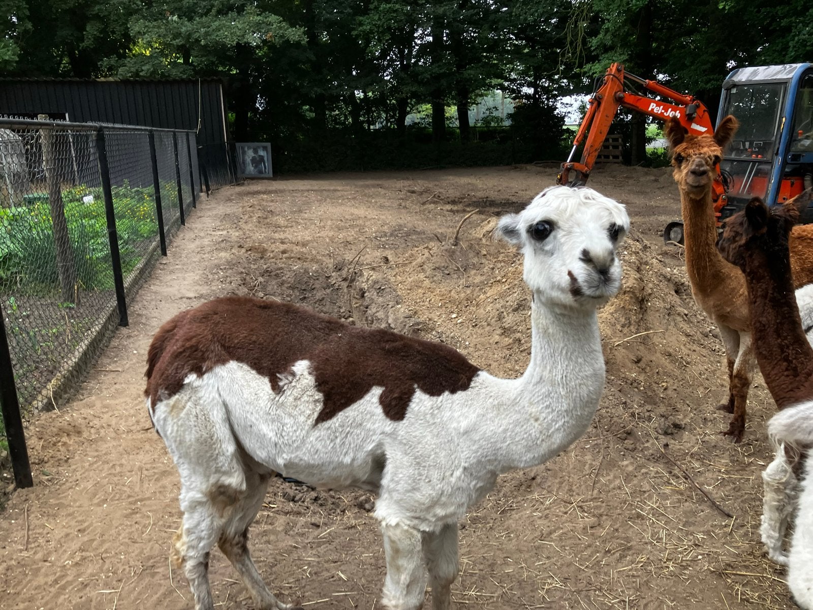 Bonte 3 kleur alpaca, Dieren en Toebehoren, Overige Dieren, Juni, Vrouwelijk