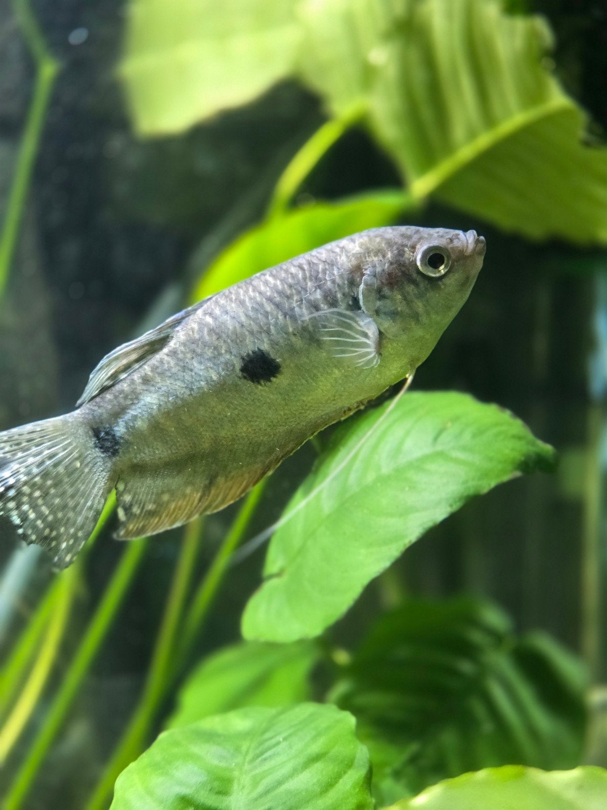 Blauwe spat gourami, Dieren en Toebehoren, Vissen | Aquariumvissen, Vis