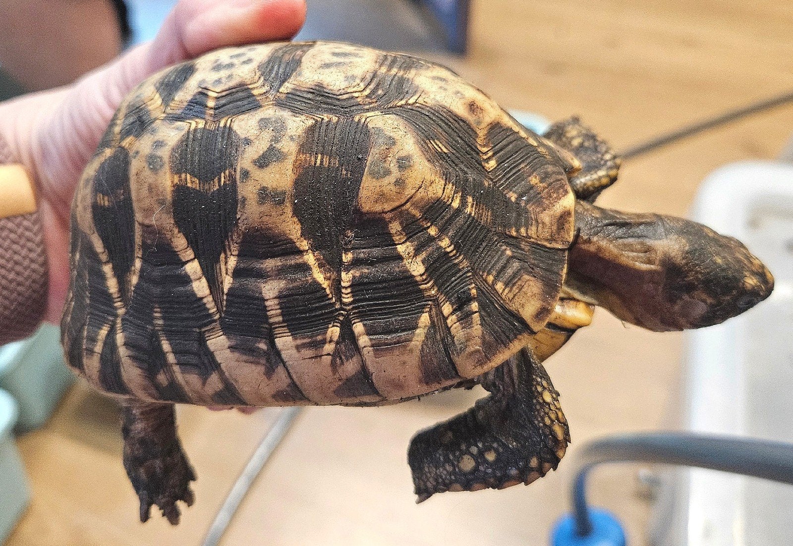 Geochelone Elegans schildpad mooie volwassen man te koop, Schildpad, Tam, 7 tot 10 jaar