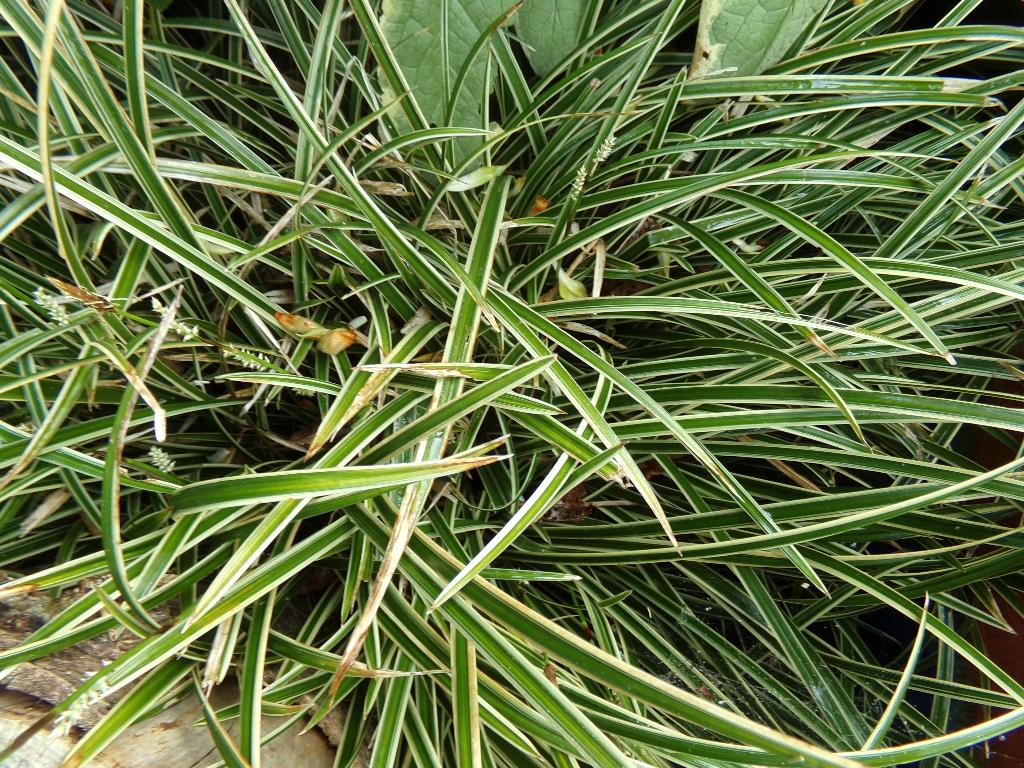 Bonte carex (gras, zegge), Tuin en Terras, Planten | Tuinplanten, Ophalen, Vaste plant, Siergrassen, Halfschaduw