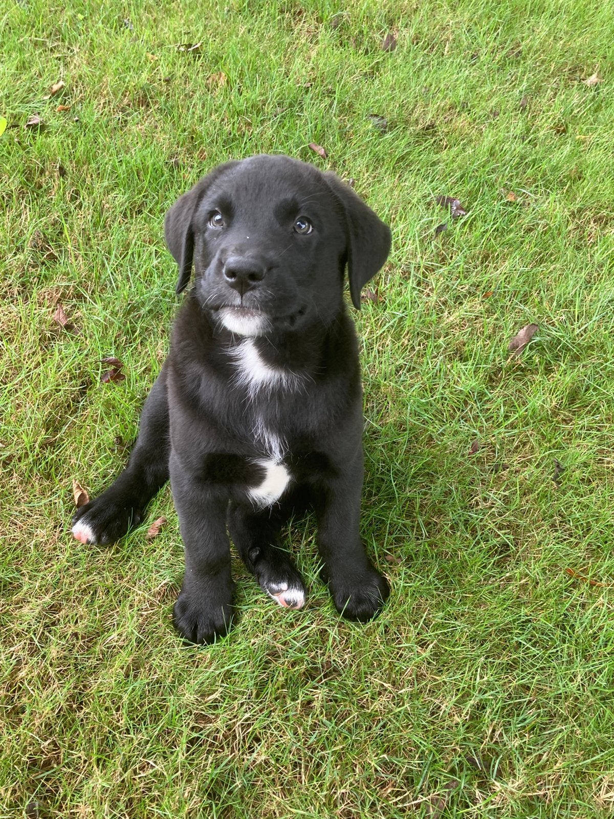 Mooie kruising sint bernard pups, Parvo, Overige rassen, 8 tot 15 weken, Meerdere