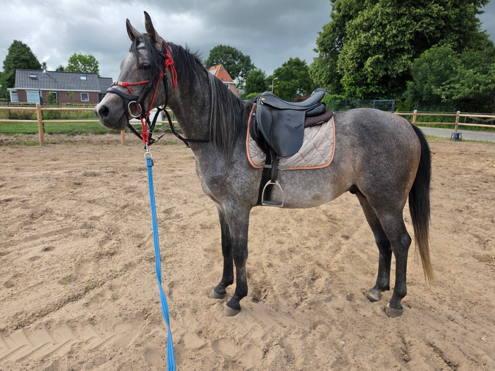 Arabische hengst/ruin 3 jaar, Dieren en Toebehoren, Merrie, Minder dan 160 cm, Met stamboom, 3 tot 6 jaar