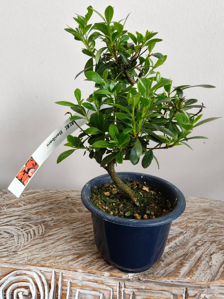 Satsuki Azalea Benibeni bonsai, Bloeit niet, Halfschaduw, Minder dan 100 cm, Overige soorten