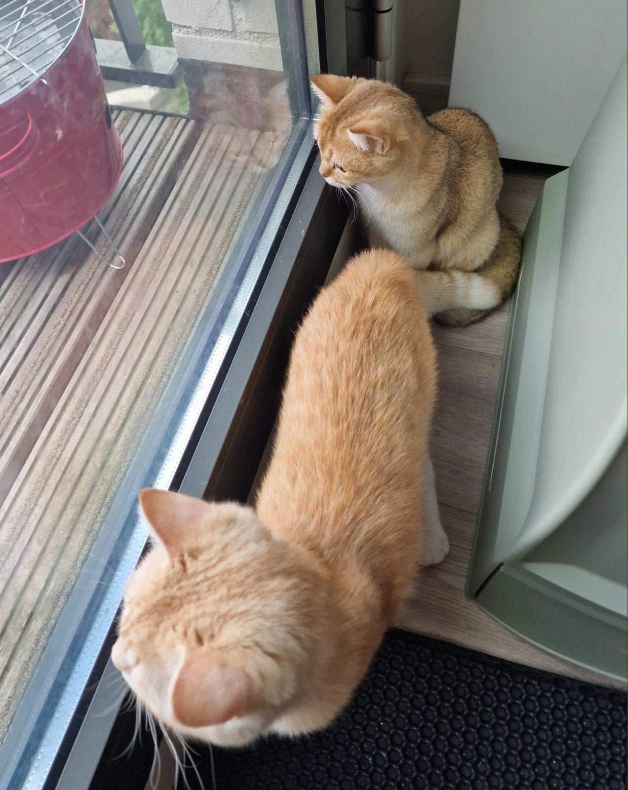 Prachtige Britse Korthaar katten | Black Golden | 🐈, Dieren en Toebehoren, Meerdere dieren, Gechipt, 0 tot 2 jaar