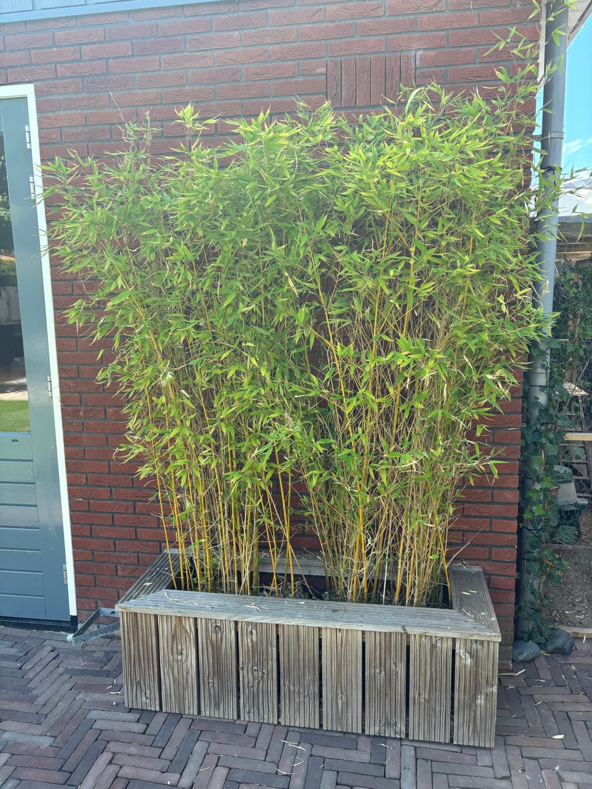Gele bamboo 2 meter hoog, Volle zon, Vaste plant, Bloeit niet, Ophalen