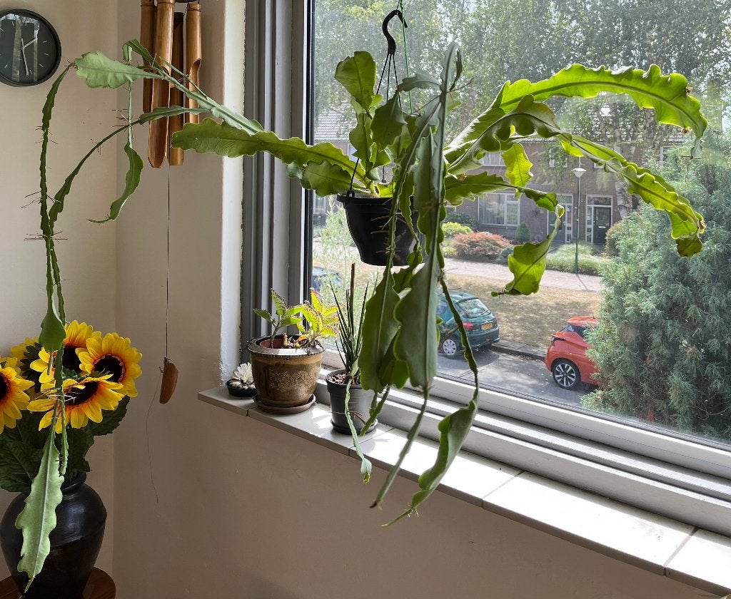 BEAVERTAIL HANGCACTUS, Ophalen, Halfschaduw, Minder dan 100 cm, Bloeiende kamerplant