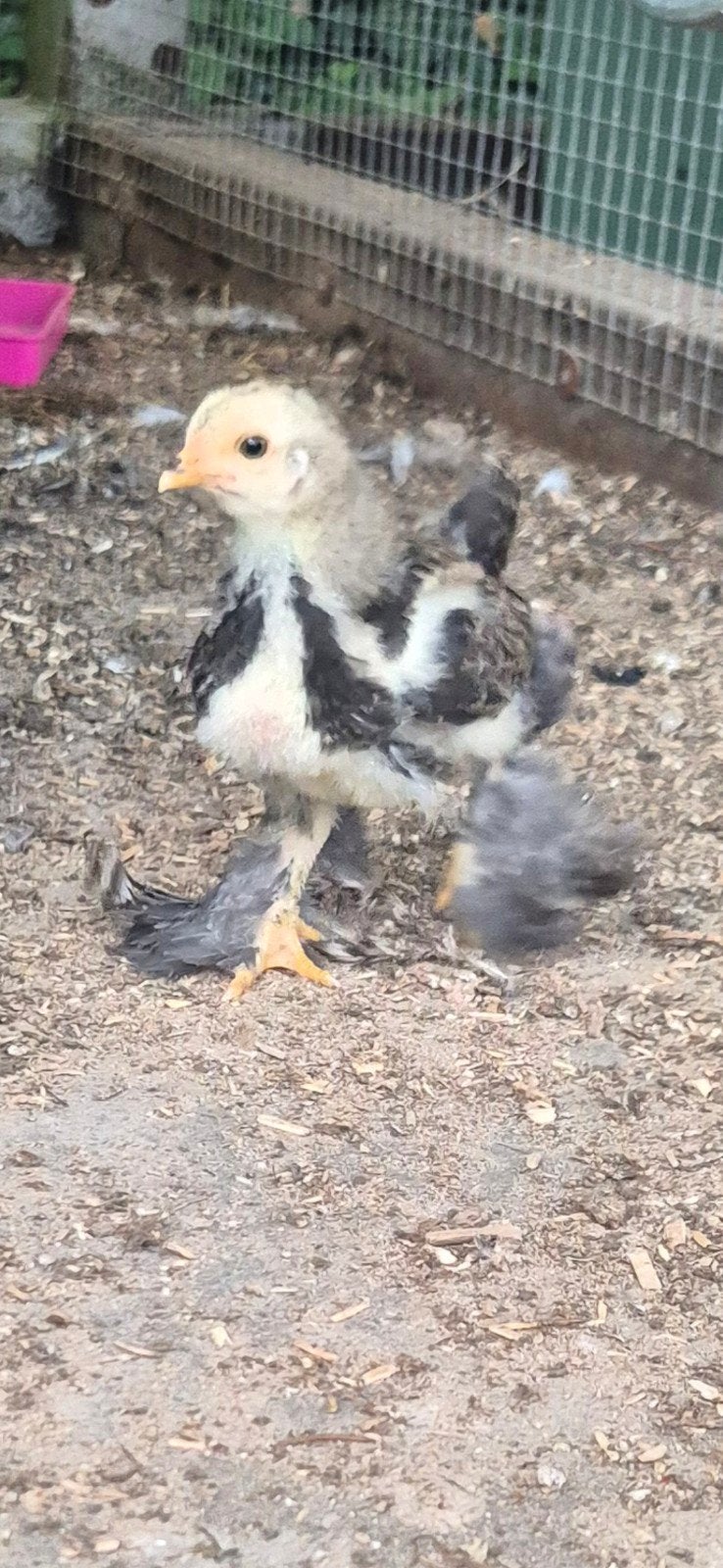 Brahma kuikens groot ras, Dieren en Toebehoren, Geslacht onbekend, Kip