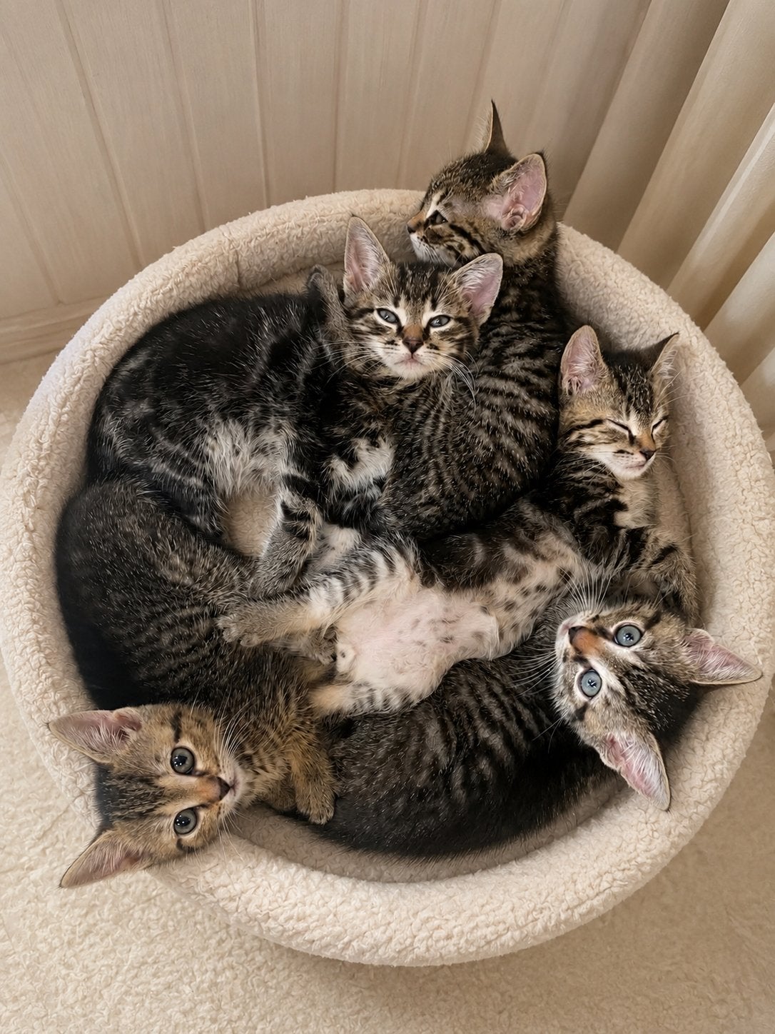 Vijf bijzondere kittens ter adoptie via asiel ( Kat ), Meerdere dieren, Gechipt, 0 tot 2 jaar