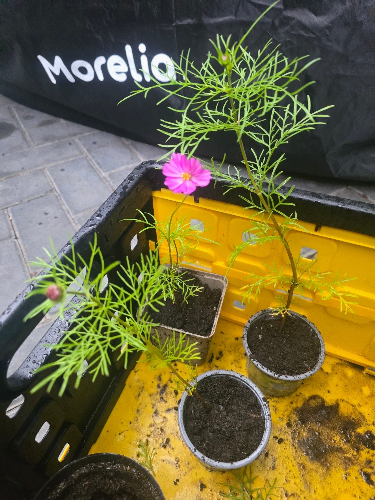 Biologische tuinplant cosmos cosmea, Ophalen