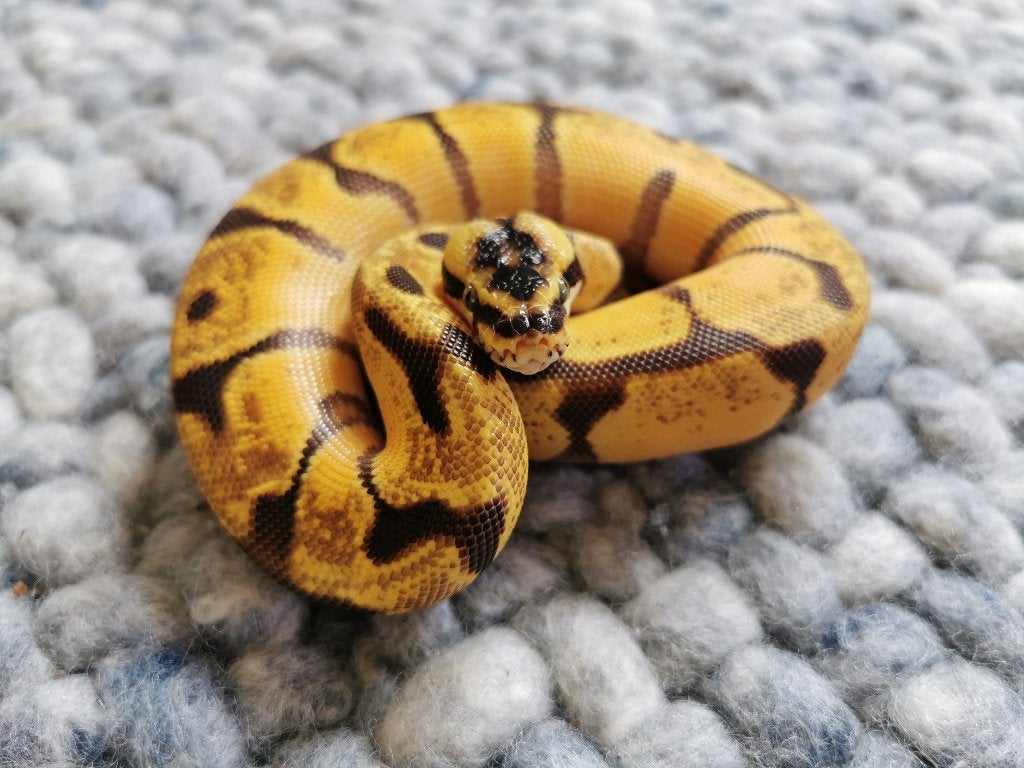 1.0 Super Enchi Pastel Koningspython, Dieren en Toebehoren, Slang, Tam, 0 tot 2 jaar