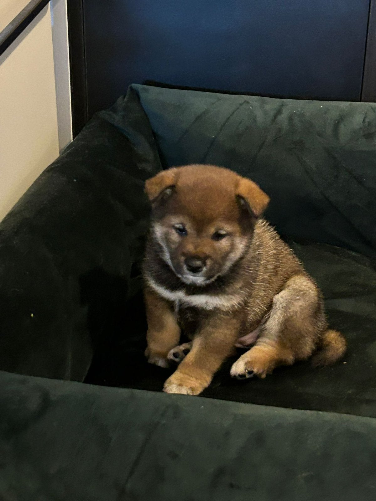 Shiba inu pups - ouders met gezondheidstesten, CDV (hondenziekte), België, Fokker | Hobbymatig, Overige rassen