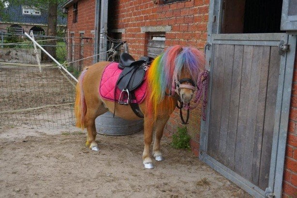 mini paard AMHA X SHETLANDER, Dieren en Toebehoren, Pony's, Ruin, B, A pony (tot 1.17m), Recreatiepony, 7 tot 10 jaar, Met stamboom