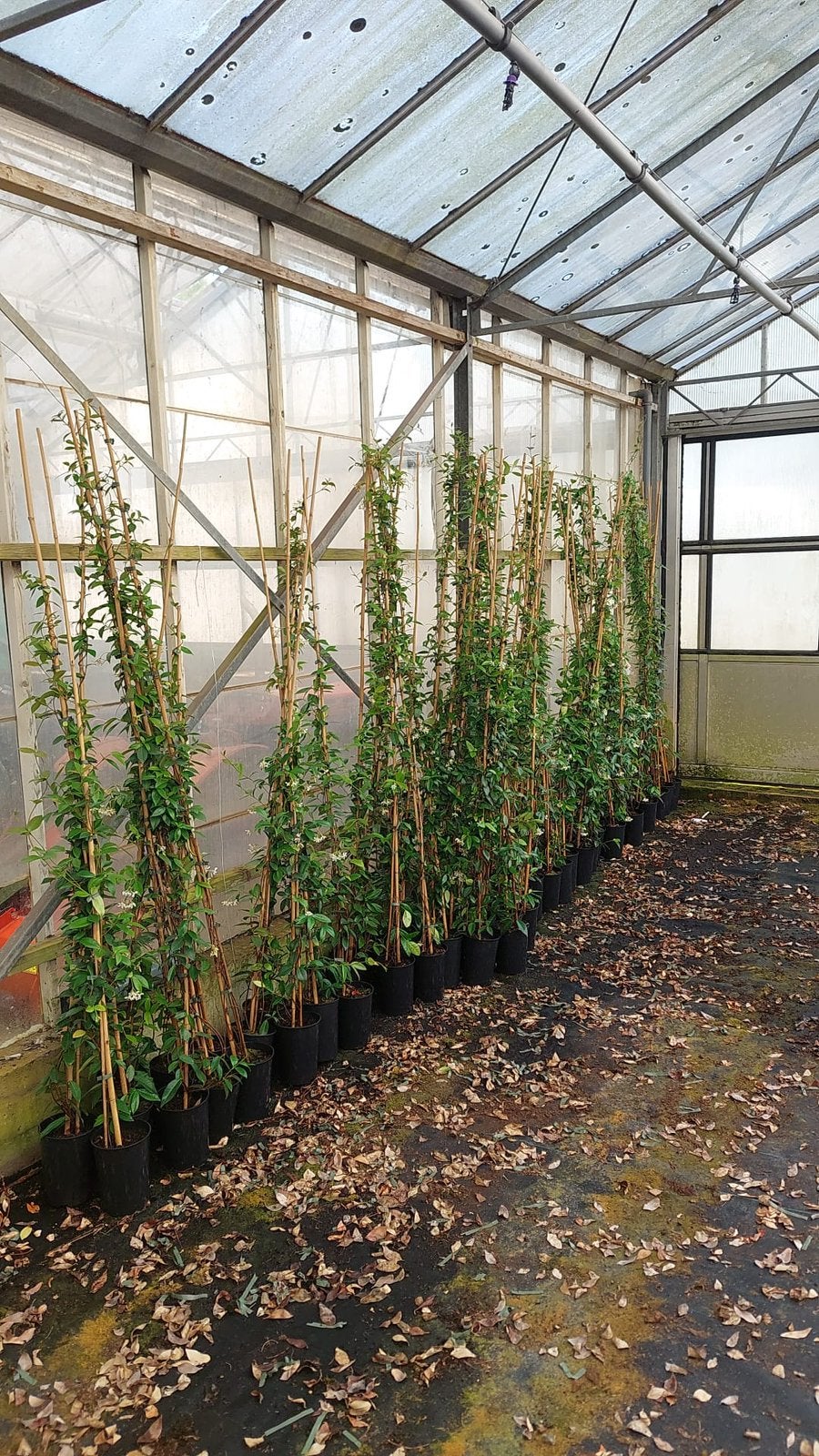 Toscaanse jasmijnen kleur wit lang 175/200cm 35 st 12.50 pst, Ophalen, Volle zon, Vaste plant, Klimplanten