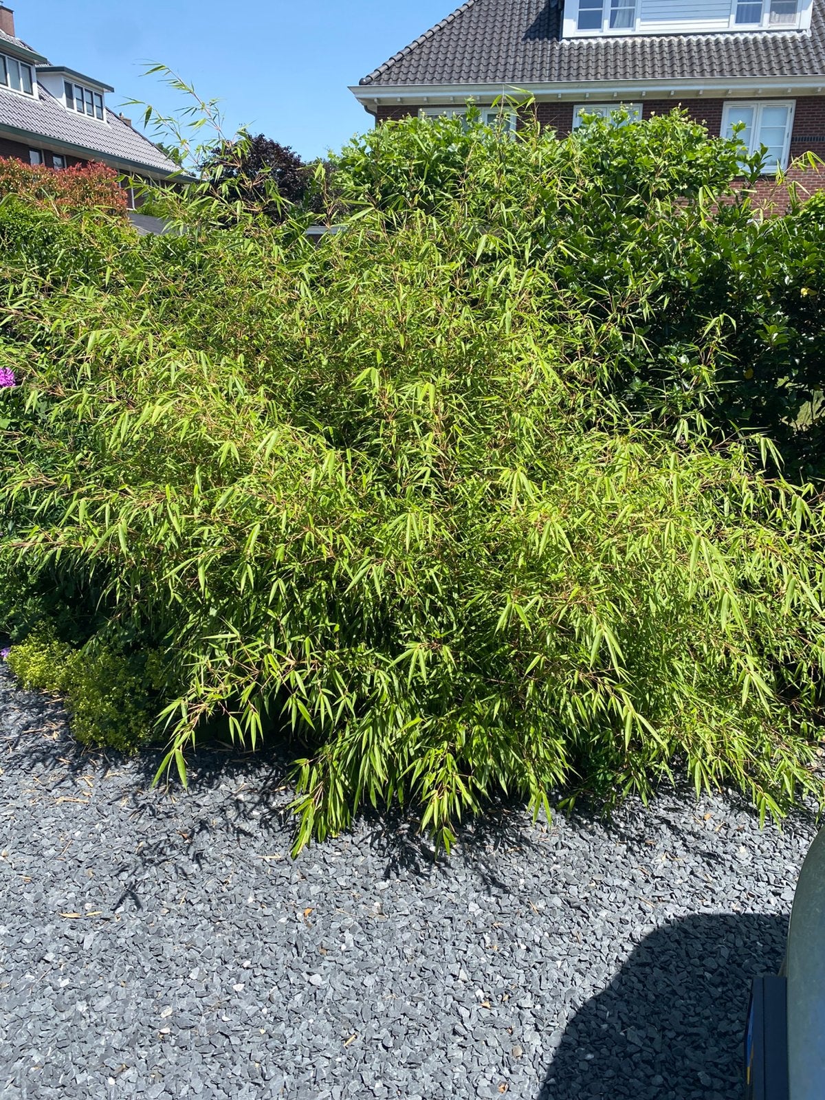 2 grote bamboe planten, Tuin en Terras, Ophalen of Verzenden, Bloeit niet, Overige soorten, Halfschaduw