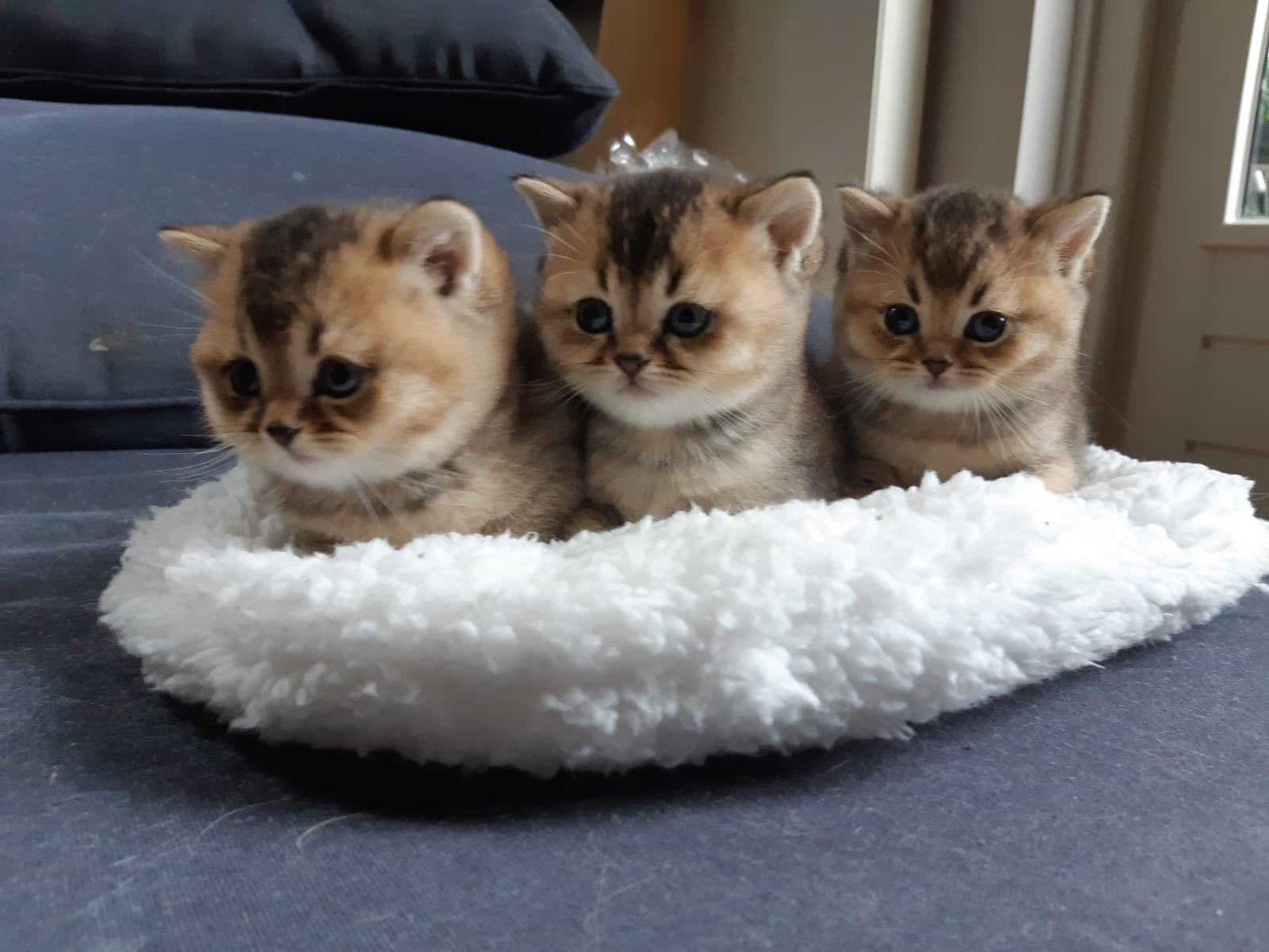 Britse korthaar kittens KAMPIOENEN ouders, Dieren en Toebehoren, Meerdere dieren, Ontwormd