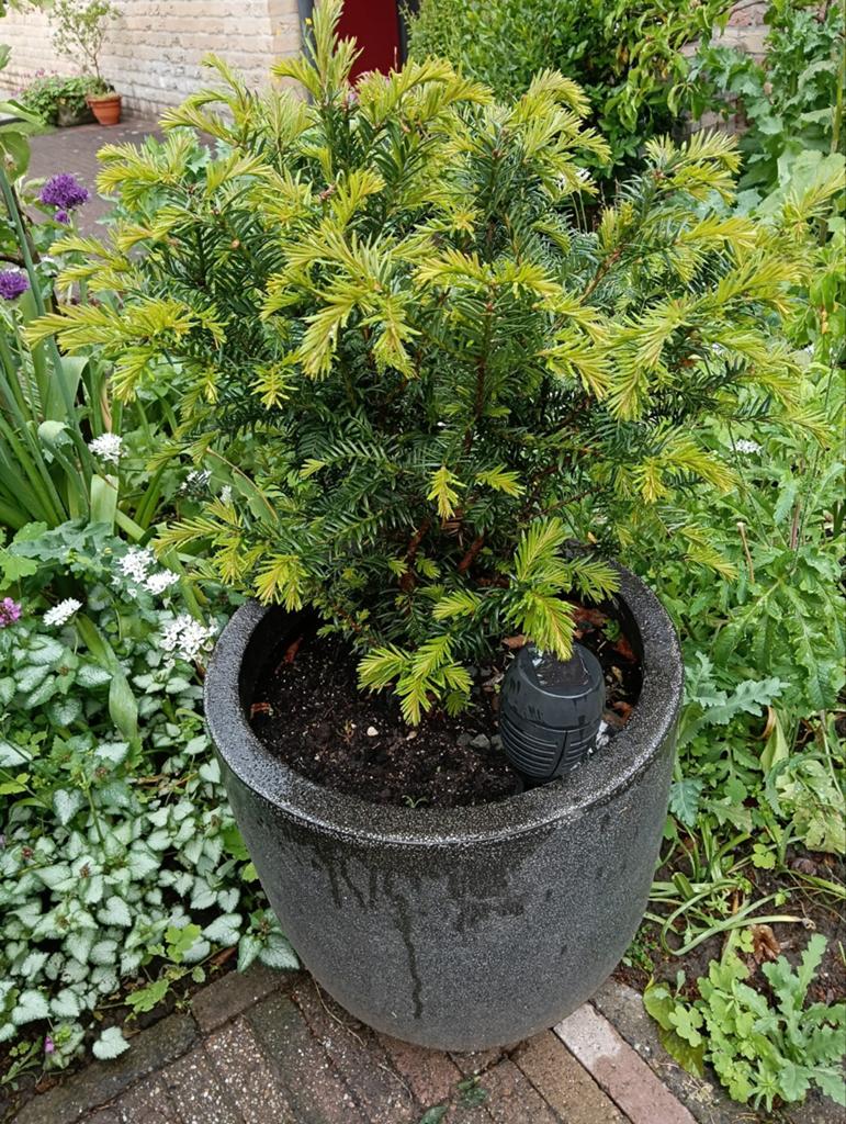 Taxus in bak, Bloeit niet, Halfschaduw, Minder dan 100 cm, Overige soorten