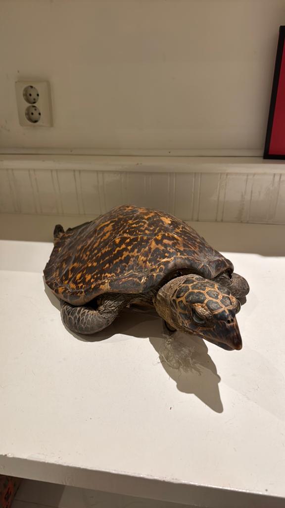 Opgezette schildpad uit Japan 2012, Dieren en Toebehoren, Reptielen en Amfibieën, Schildpad, 0 tot 2 jaar