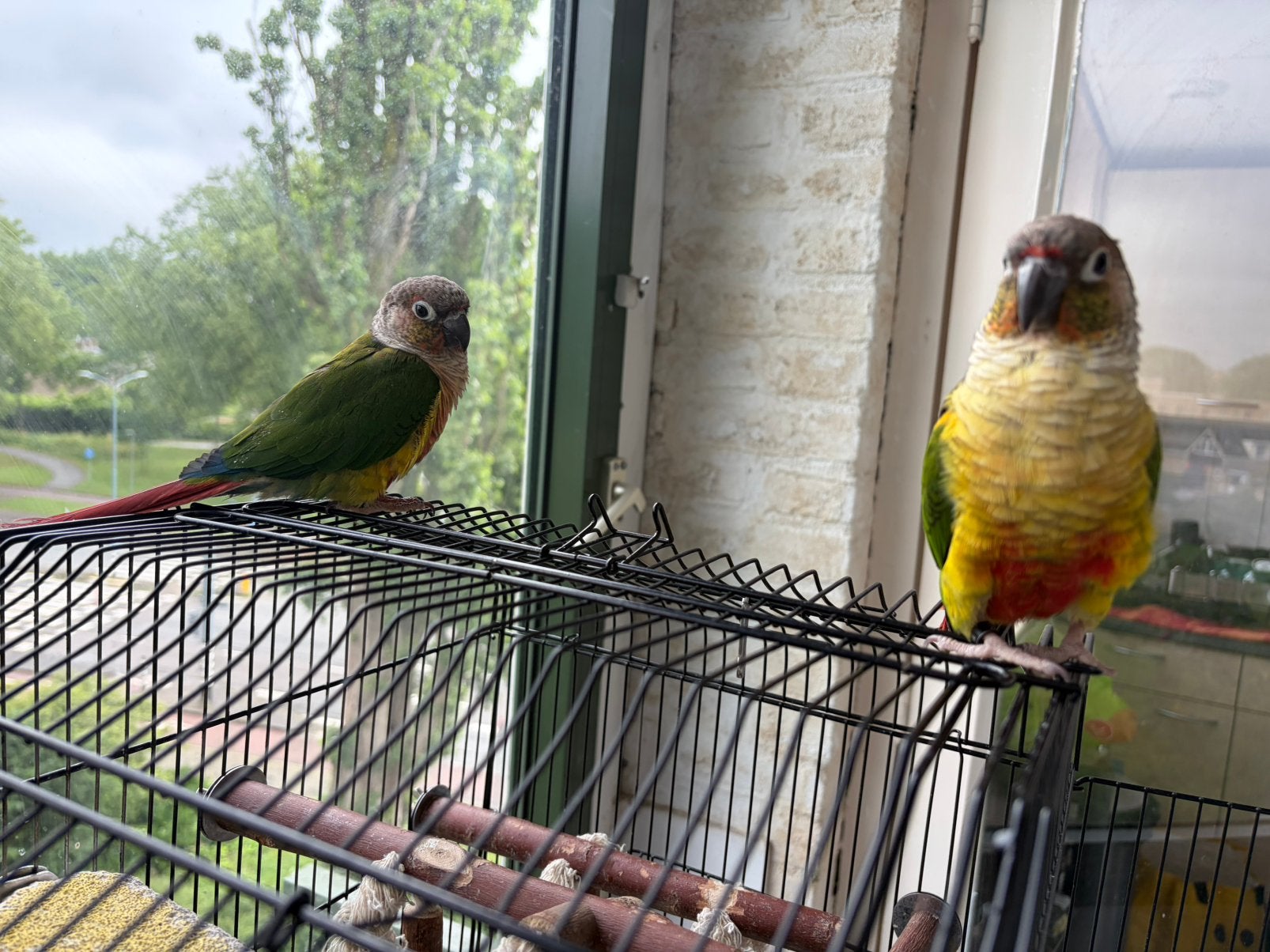 2 Groenwangparkieten ( 1 jaar) – niet tam, Meerdere dieren, Papegaai, Tam