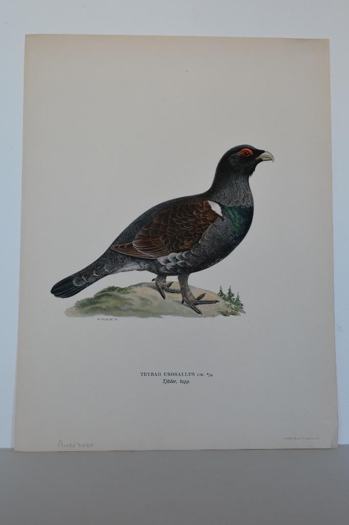 AUERHOEN TETRAO URIGALLUS ORIGINELE VOGEL LITHO 1929 VD7, Verzenden, Origineel, 15 cm, Flora en Fauna