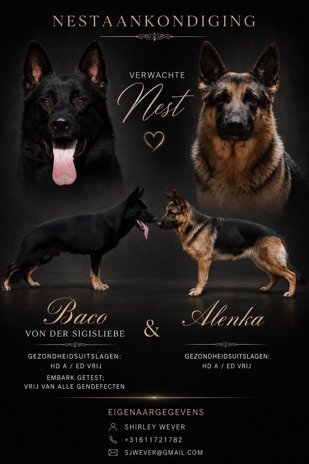 Duitse herder pups geboren!, Parvo, 8 tot 15 weken, Meerdere, Meerdere dieren