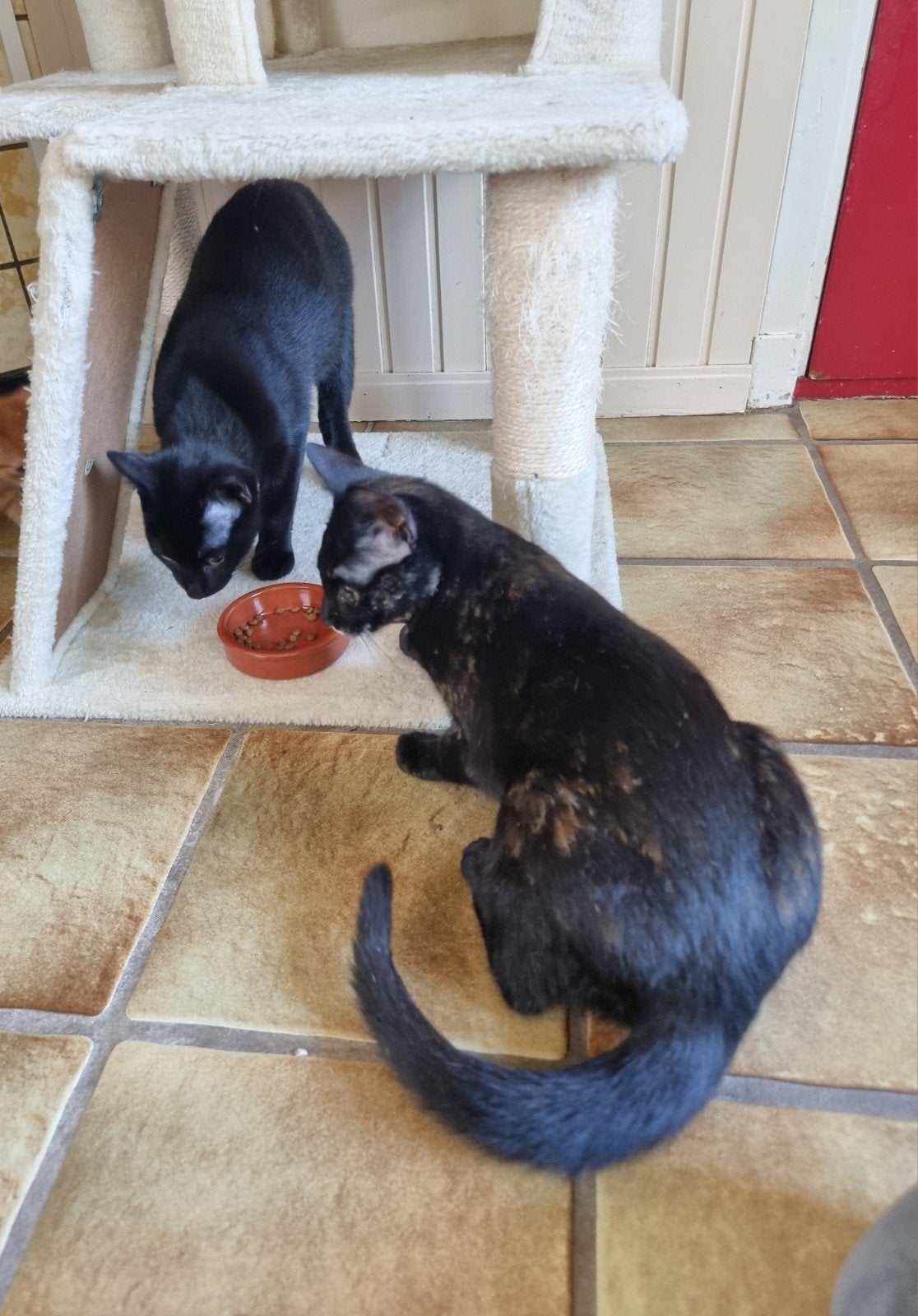 2 lieve jonge katten te koop, Dieren en Toebehoren, Poes, Kortharig, 0 tot 2 jaar